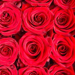 Close-up of tightly packed red roses