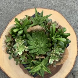 A small succulent arrangement in a dark pot on a wood slice.