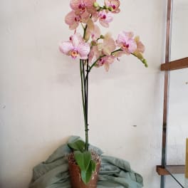 Double Stem Blooming Orchid