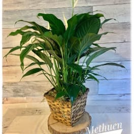 White peace lily plant in a woven basket planter