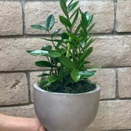 Potted green plant in a gray ceramic planter