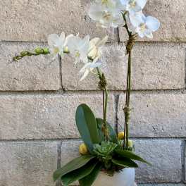 White orchid arrangement in a round white pot with succulents