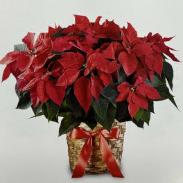 Potted poinsettia arrangement in a woven basket with a red ribbon