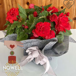 Red flowering plant bouquet wrapped in gray paper with a pale ribbon