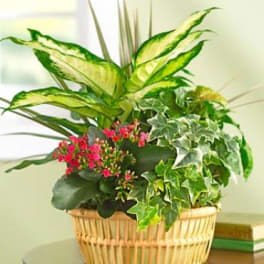 Basket planter with variegated foliage and small pink flowers