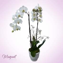 Double White Phalaenopsis Orchid Dream: Elegance in a Luxurious Planter