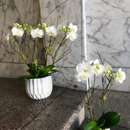 White orchids arranged in white pots with dark branches