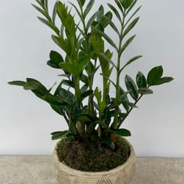 Potted green plant in a beige decorative ceramic planter