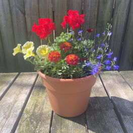 Potted mixed flowers with red, yellow, and blue blooms