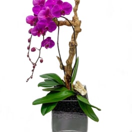 Purple orchid arrangement in a square glass vase with a driftwood branch