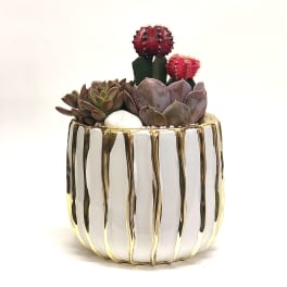 Succulent arrangement in a white and gold striped pot with two small cactus tops