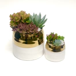 Two succulent arrangements in white-and-gold pots