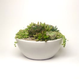 Succulent arrangement in a white bowl planter
