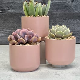 Three potted succulents in blush pink containers