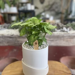 Potted green houseplant in a white ceramic planter