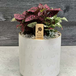 Potted polka dot plant in a white ceramic planter