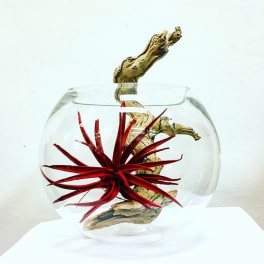 Red air plant in a clear glass bowl with driftwood