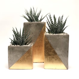Three potted succulents in gray and gold geometric planters