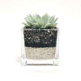 Succulent in a clear square glass planter with layered pebbles