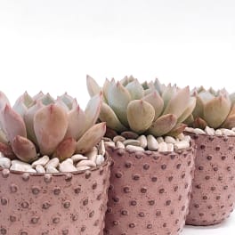 Three potted succulents in pink speckled containers