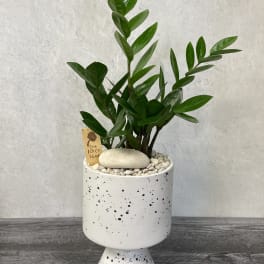 Potted green plant in a speckled white pedestal planter