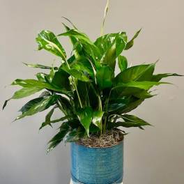 Potted green houseplant in a blue ceramic container