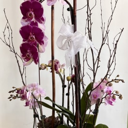 Orchid arrangement with purple blooms in a wooden planter