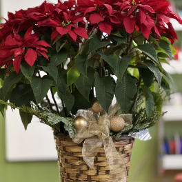 Red poinsettia plant in a woven basket with a gold ribbon