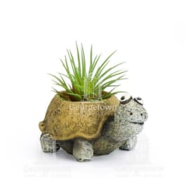 Small potted plant in a frog-shaped ceramic planter