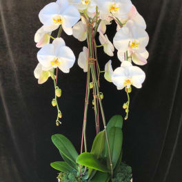 White orchid plant in a textured white pot