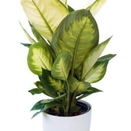 Modern Dieffenbachia plant