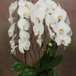 Exquisite Orchids