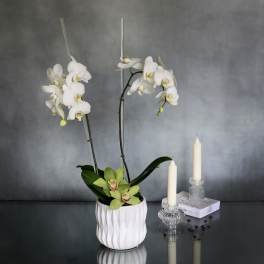 Simplistic Orchid - Pasadena Florist