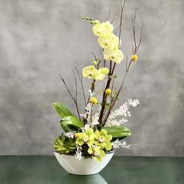 Lemonade Orchids - Pasadena Florist