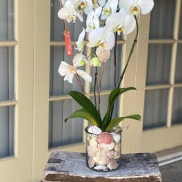 White orchids in a glass vase filled with seashells