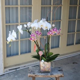 Potted orchids in a square glass vase on a small stool