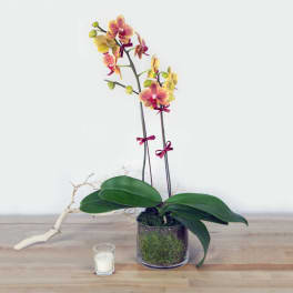 Potted orchid plant with pink and yellow blooms in a glass container