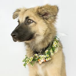 Dog wearing a floral collar with small white daisies