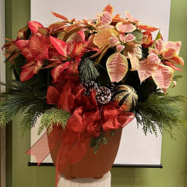 Potted poinsettia arrangement with red and pink bracts and a large red bow