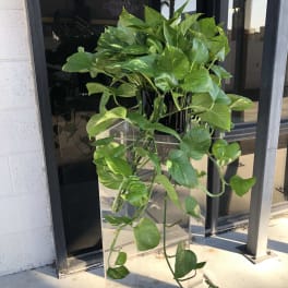 Trailing pothos plant in a clear acrylic pedestal stand