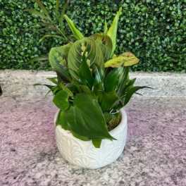 Green potted plant in a white ceramic pot