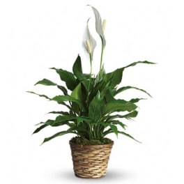 Potted peace lily with white blooms in a woven basket planter