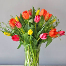 Tulip Time