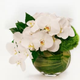 White orchids arranged in a round glass vase with green foliage