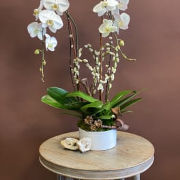 White orchids in a white pot with broad green leaves