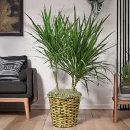 Tall potted dracaena plant in a woven basket