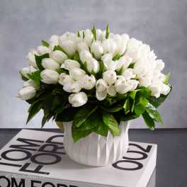 White Tulips On White
