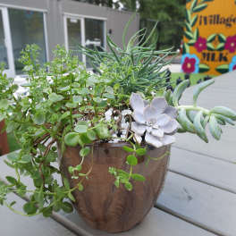 Succulent arrangement in a brown pot with trailing green plants
