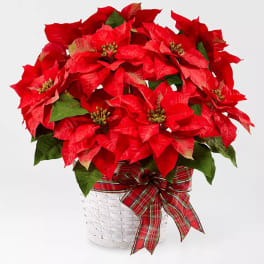 Happiest Holidays Poinsettia