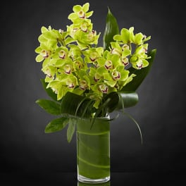 Green orchids arranged in a tall glass vase